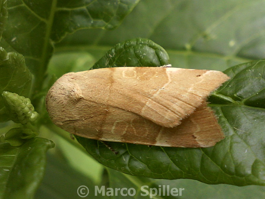 Falena da identificare